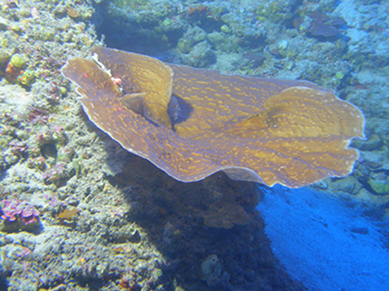 Coral